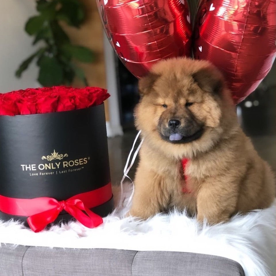 Cute dog enjoy taking picture with preserved roses box