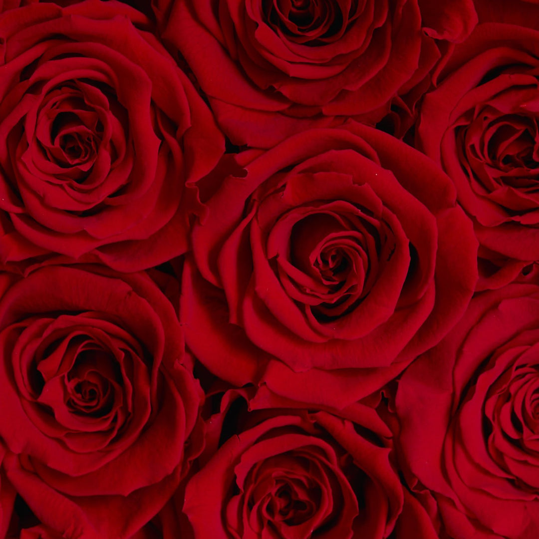 Rosas infinitas para tu amor - La guía de compras