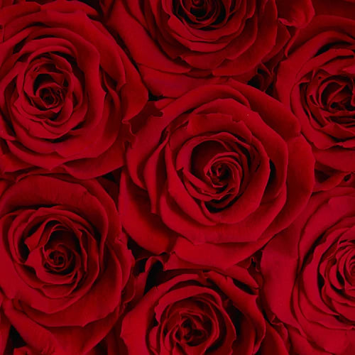 Infinity Roses For Your Love - The Shopping Guide – TheOnlyRoses