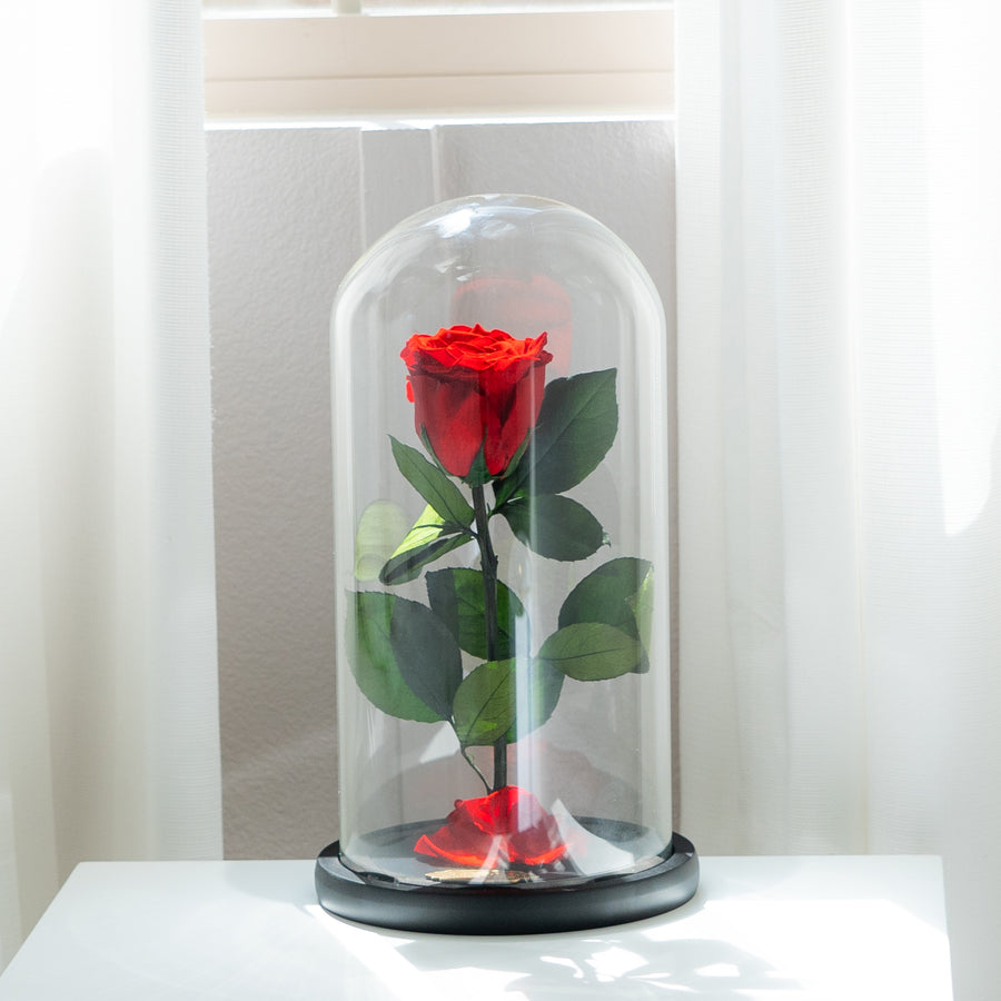 Beauty and The Beast Enchanted Rose in Glass Dome Real