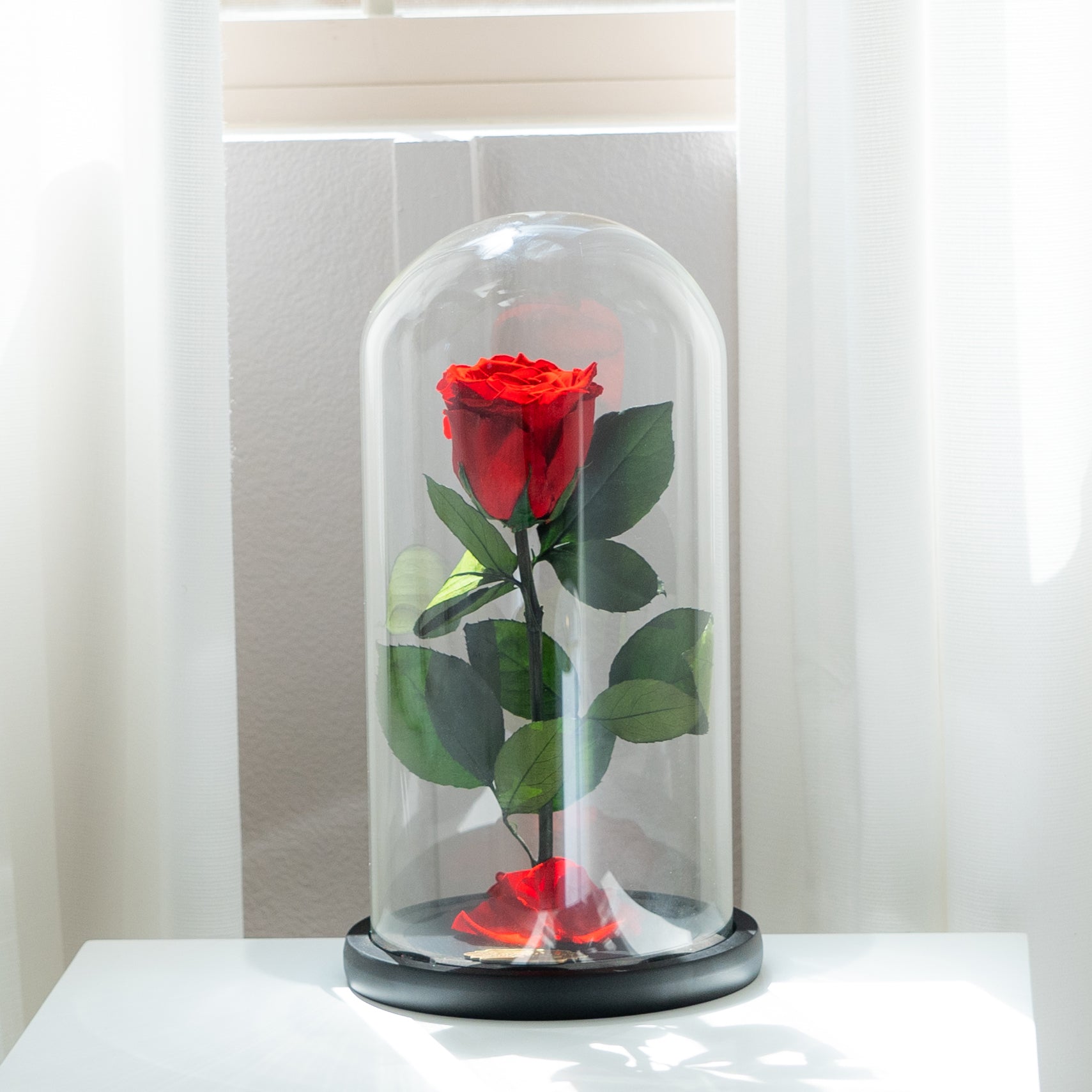 Shop All | TheOnlyRoses