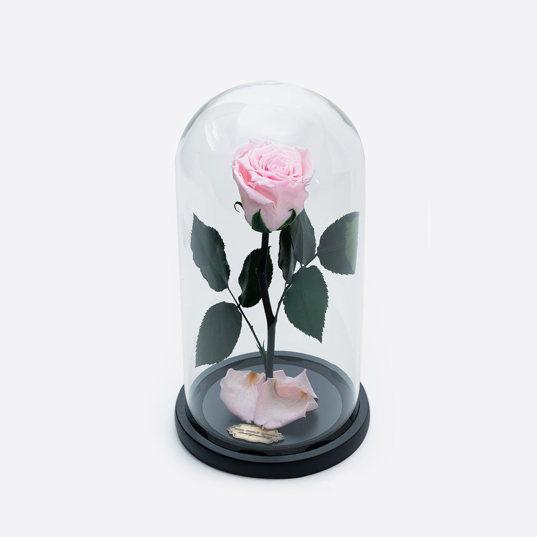 Beauty and The Beast Rose