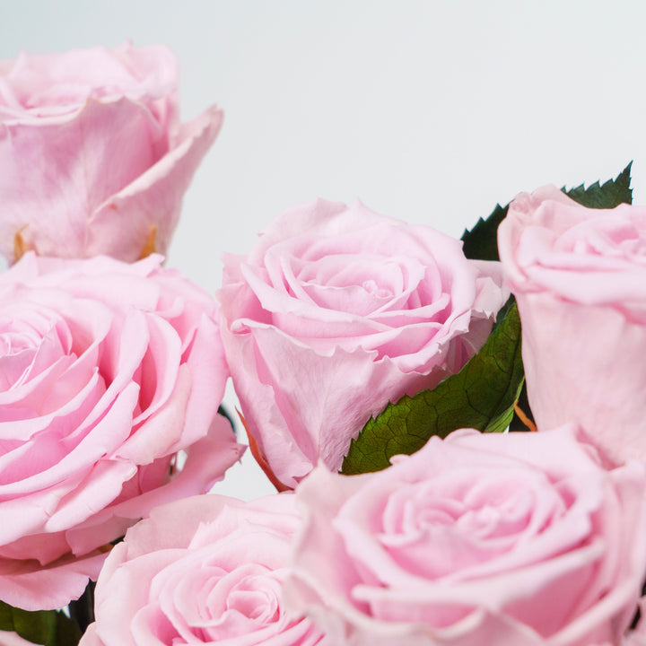 Everlasting Blush Rose Garden