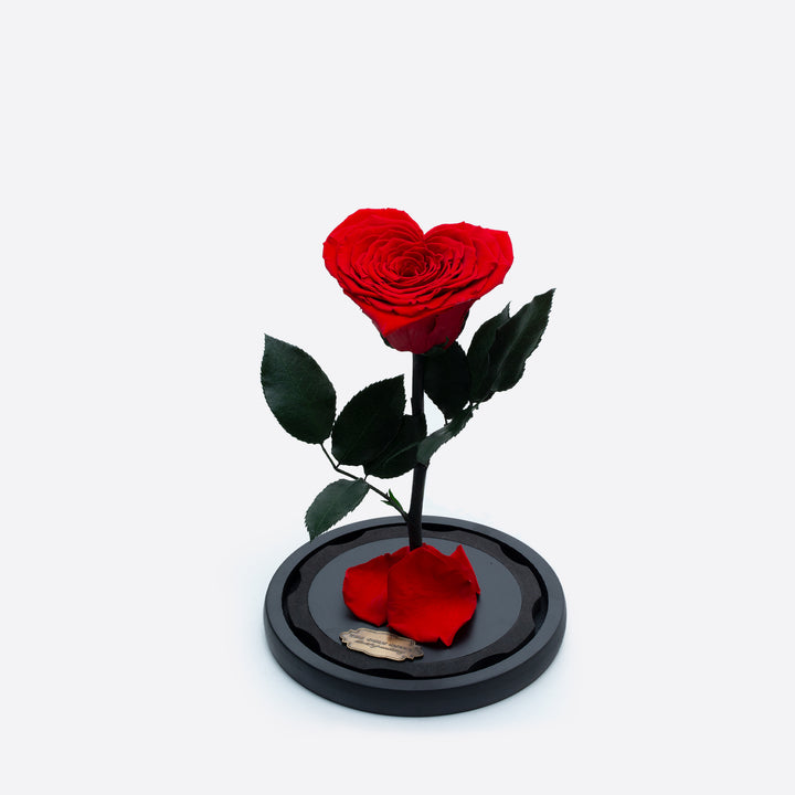 The Only Roses® | Real Flower That Last 3 to 5 Years – TheOnlyRoses