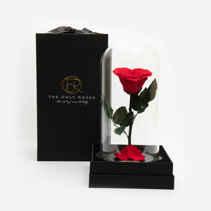 Beauty and The Beast Heart Rose