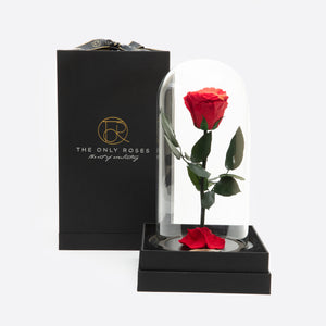 Red Preserved Rose Beauty and The Beast Glass Dome