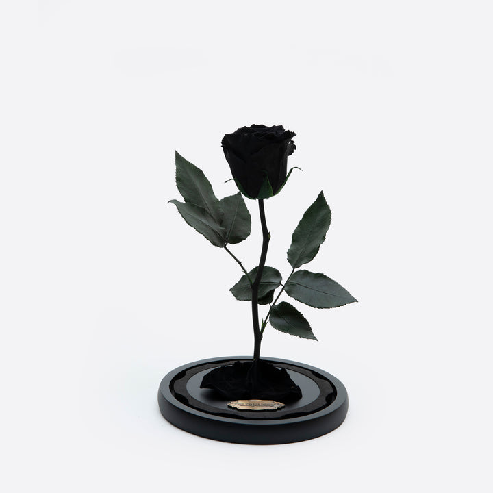 Black Preserved Rose Beauty and The Beast Glass Dome