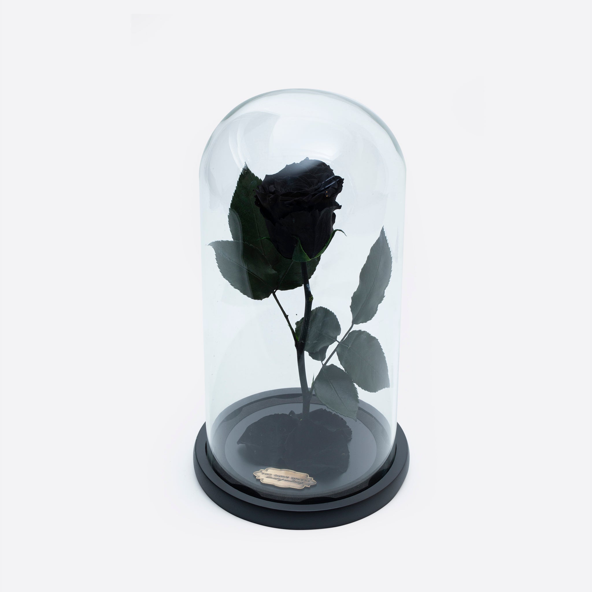 Black Preserved Rose Beauty and The Beast Glass Dome